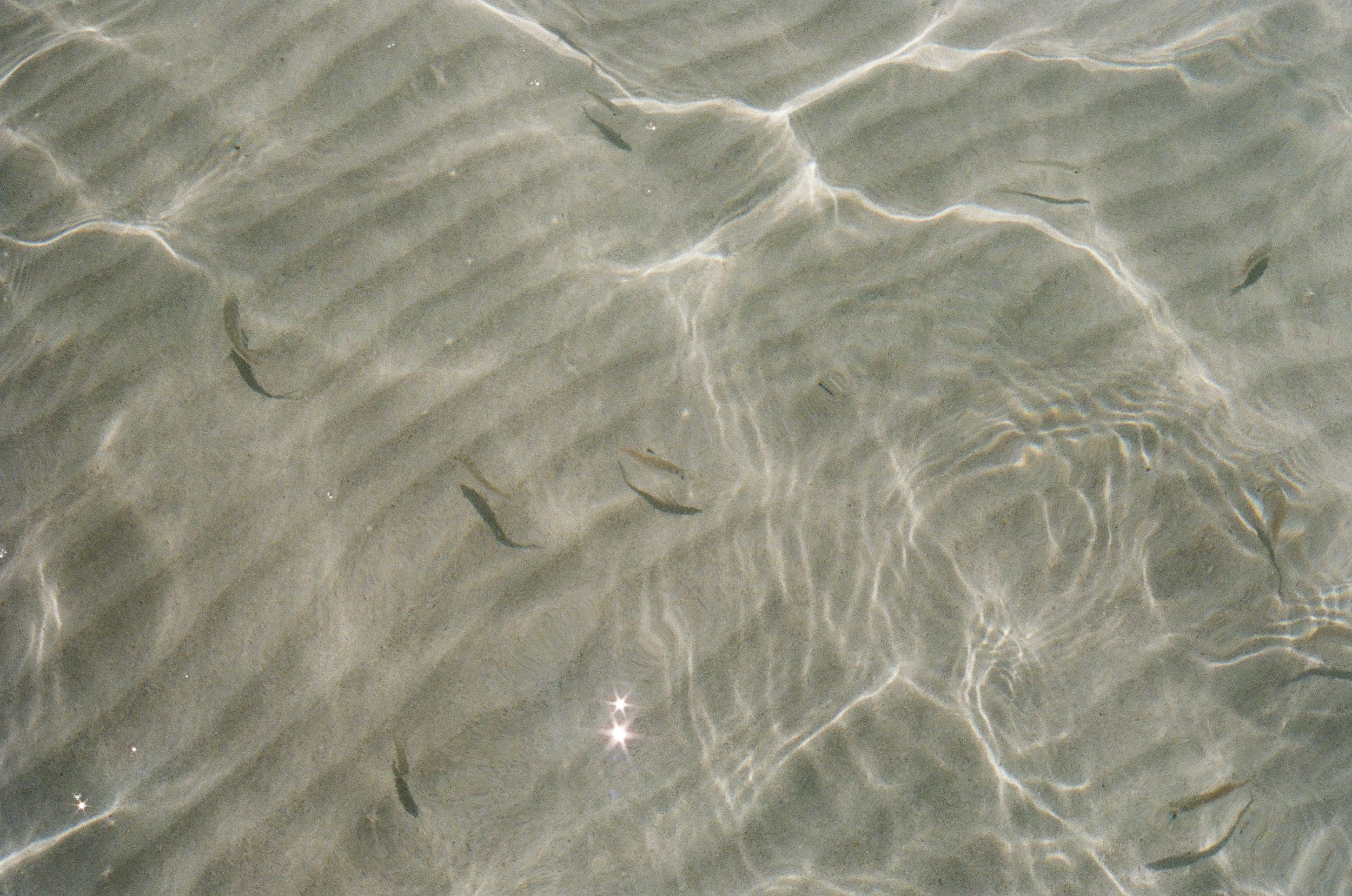 Fish La Paz.jpg