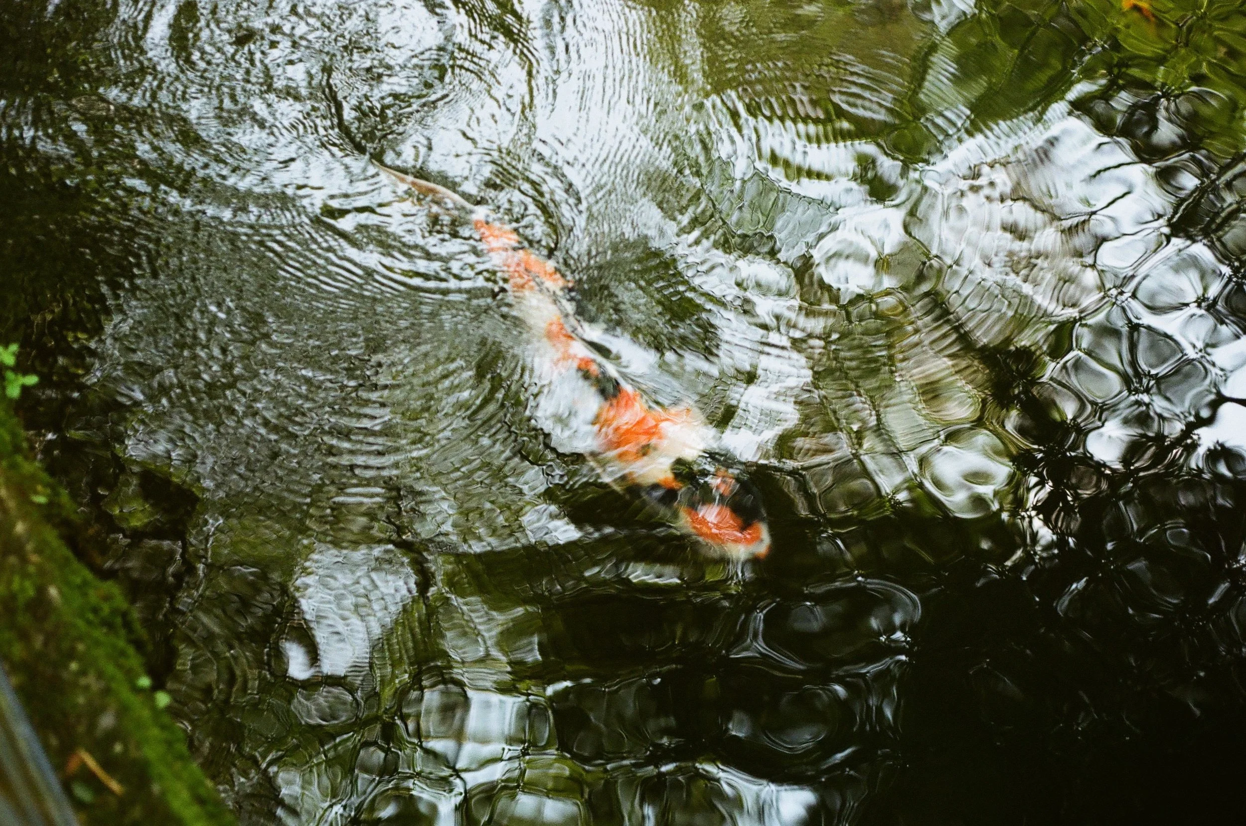 japan fish.jpg