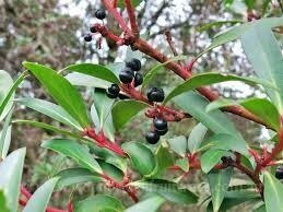 Pepperberry+tree+and+berries+%281%29.jpg
