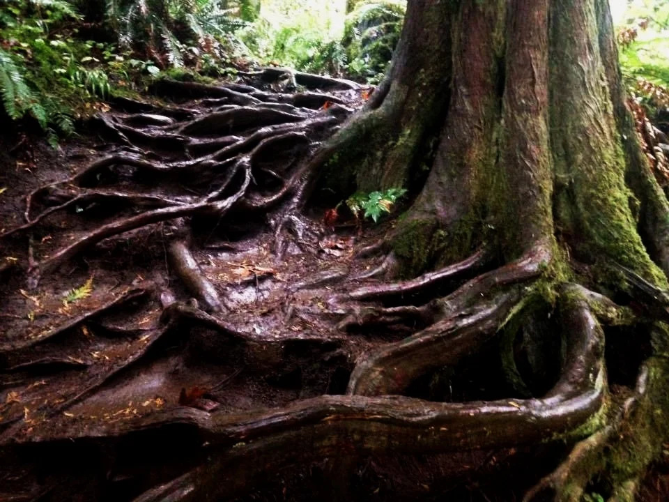 Roots.jpg