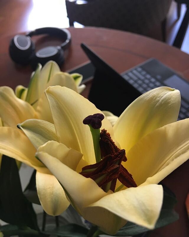 Nature shows the way,#paleyellowshelternplace; #techathome;#lilly