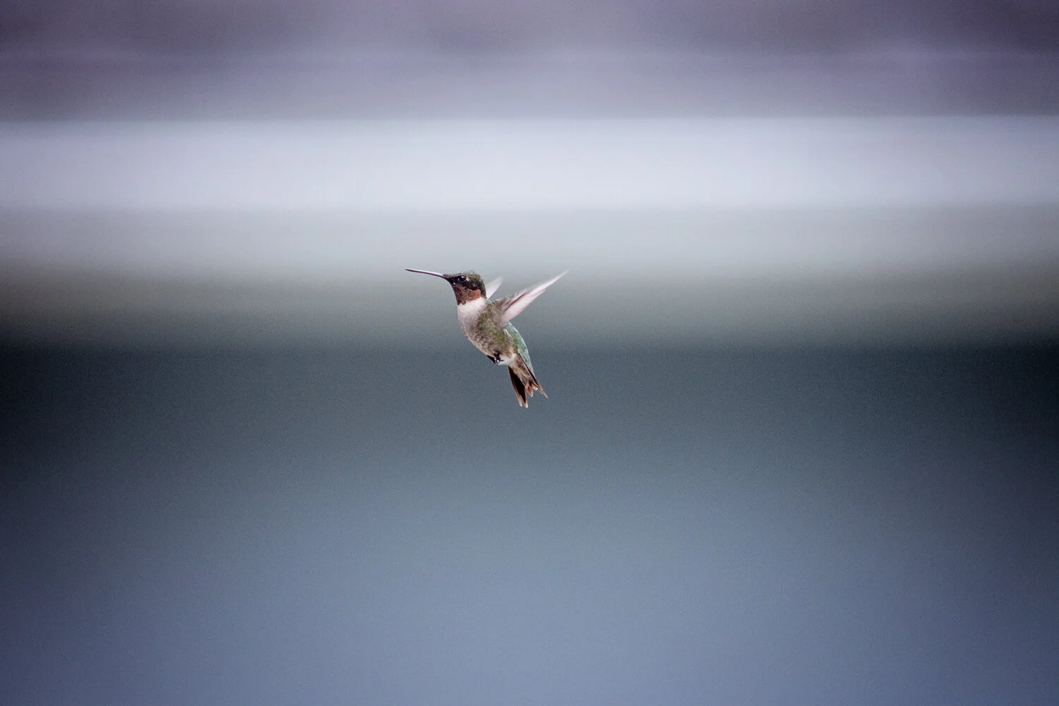 THE HUMMINGBIRDS | KATY TX