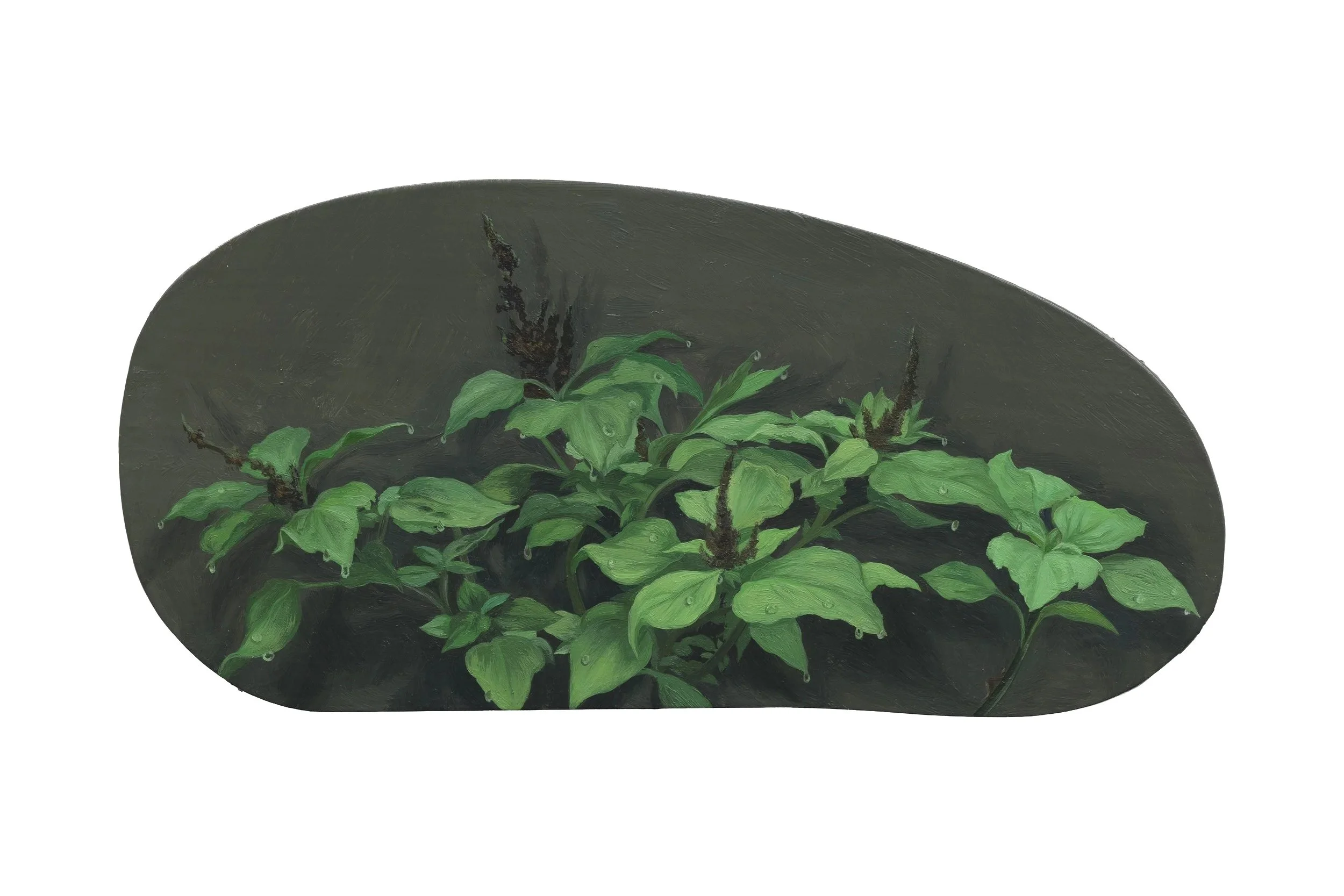 Amaranthus viridis 皱果苋