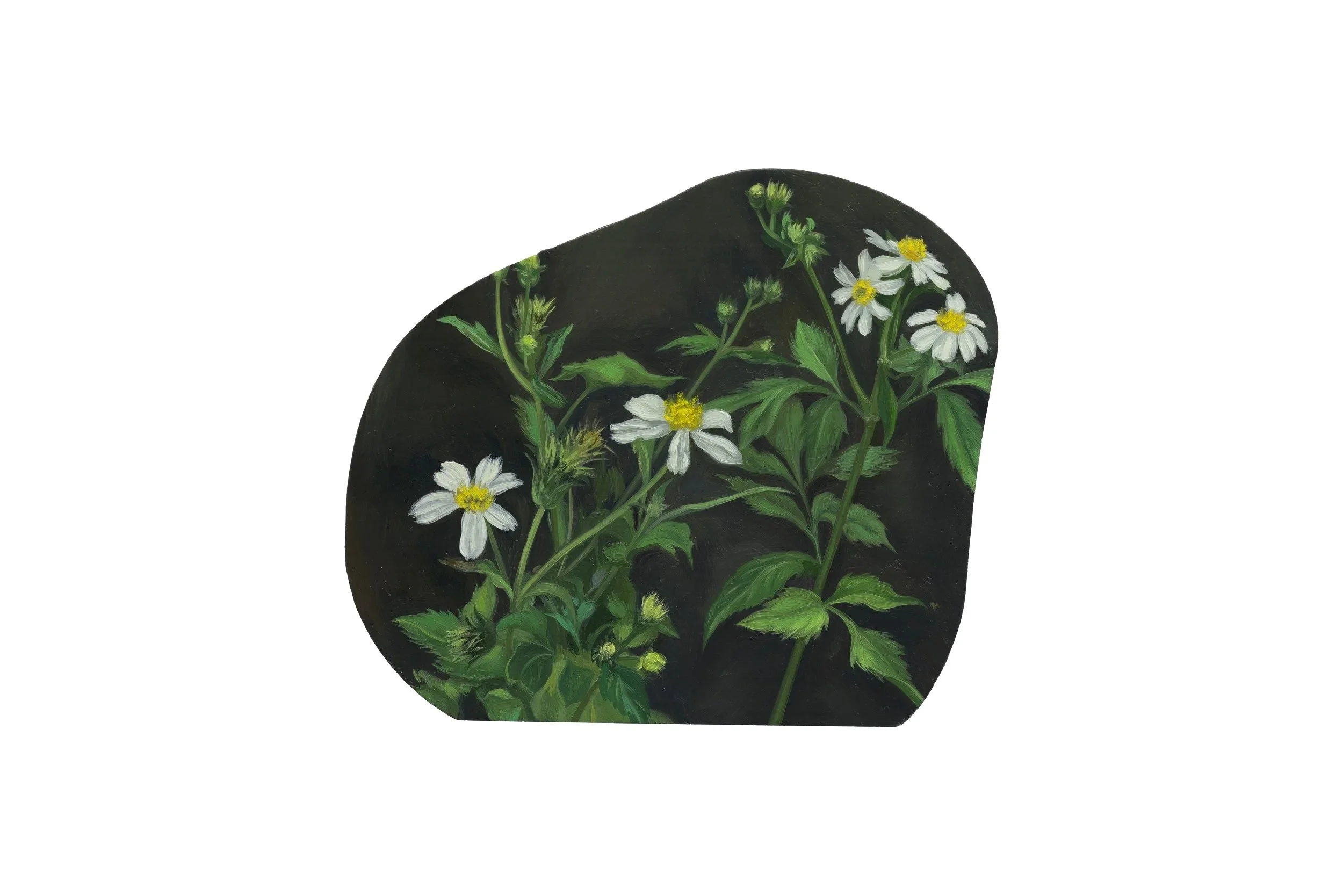 Bidens Pilosa 鬼针草