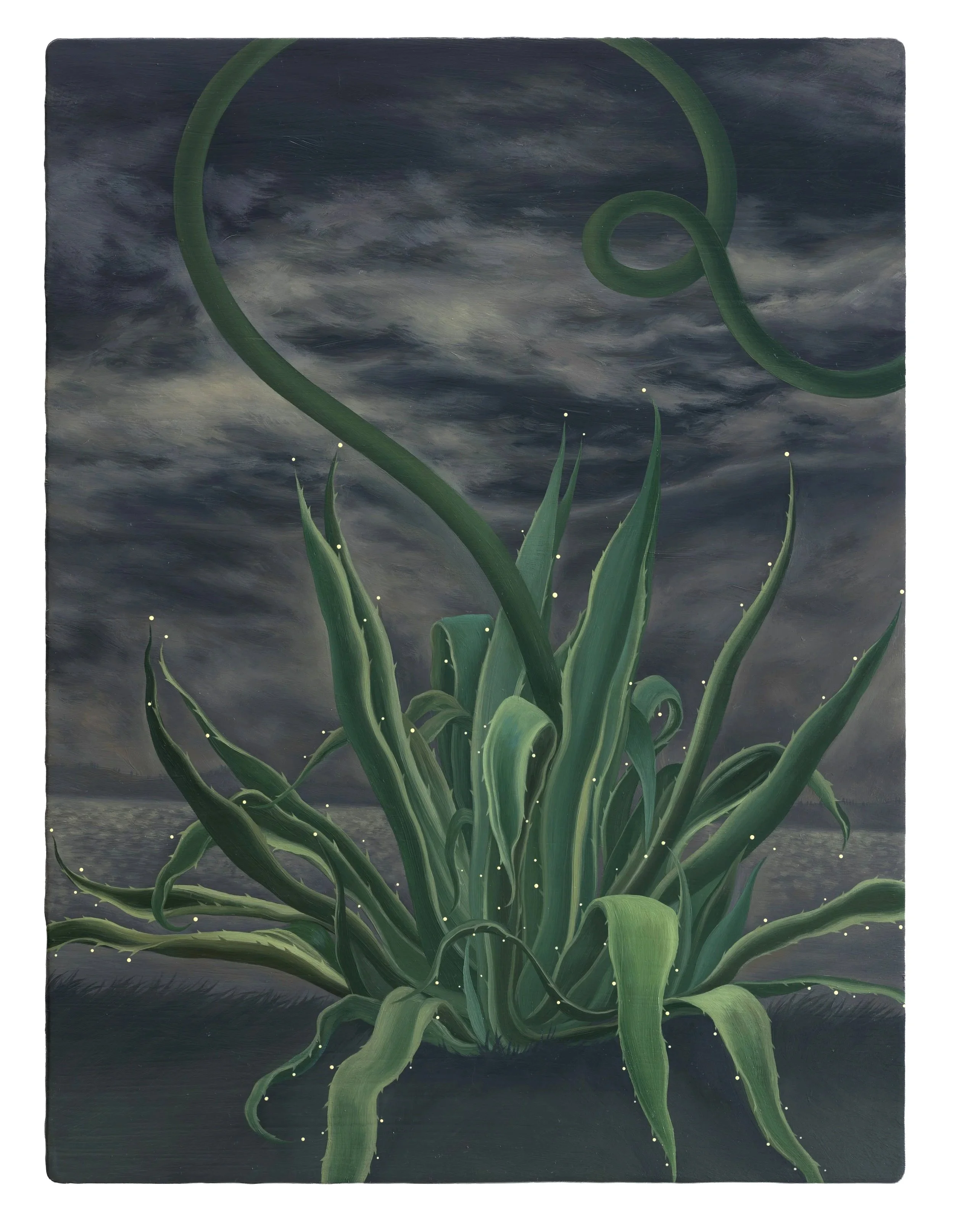 The Flowering Agave 开花的龙舌兰