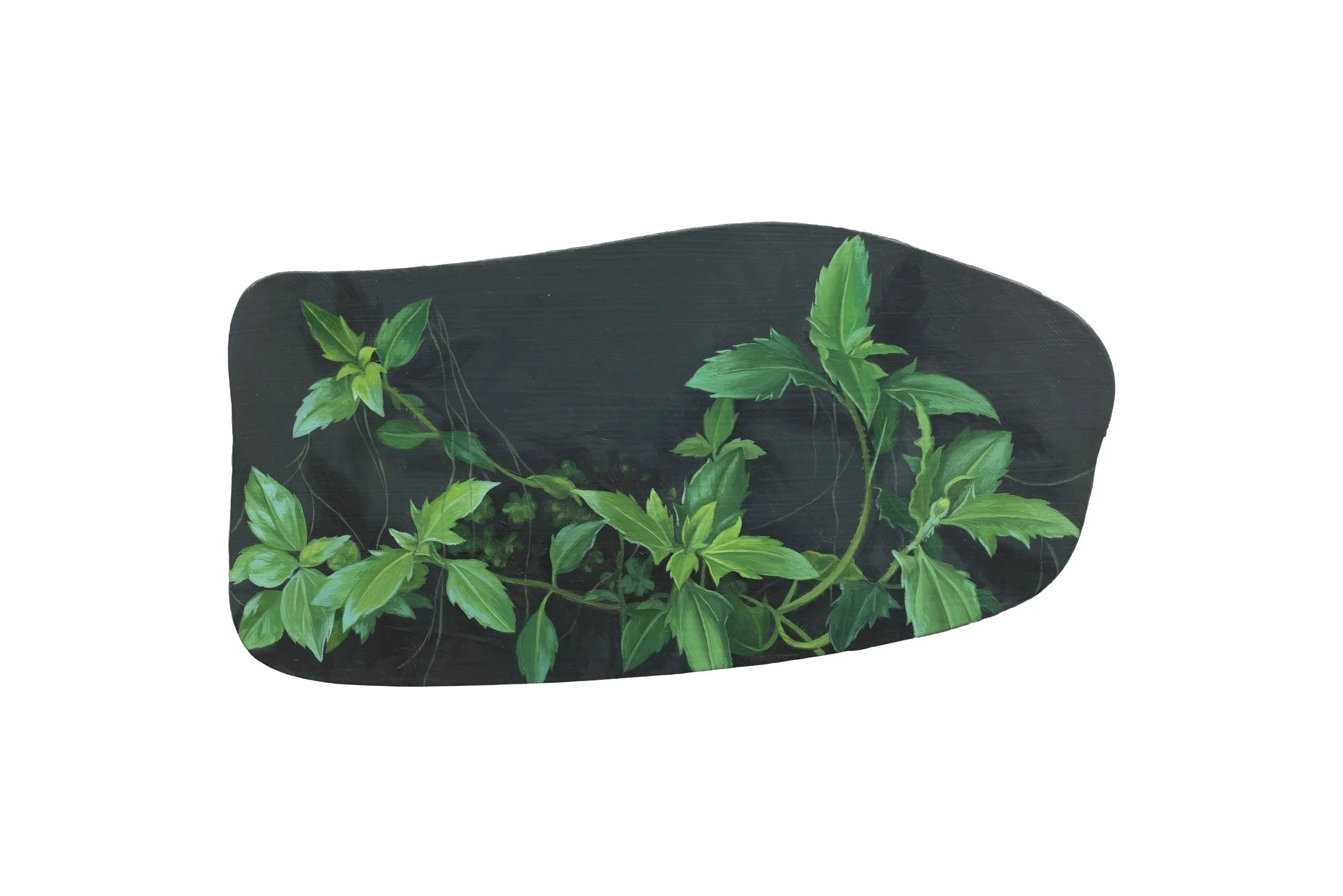 Tridar procumbens 羽芒菊