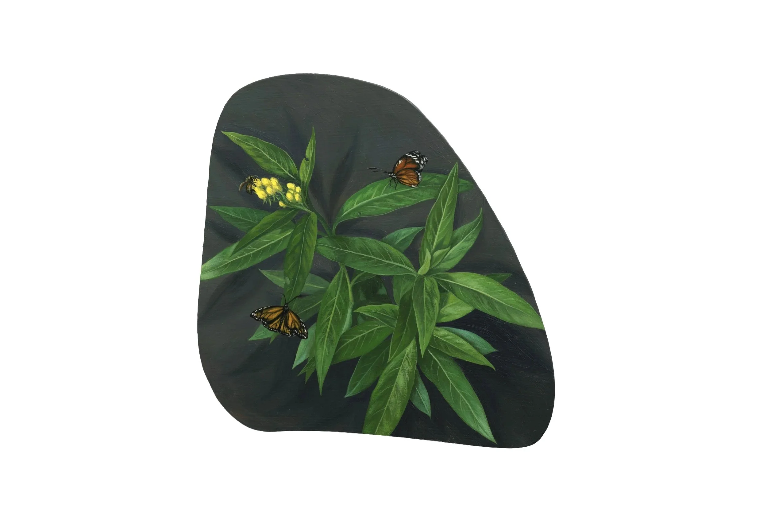 Asclepias Curassavica 马利筋