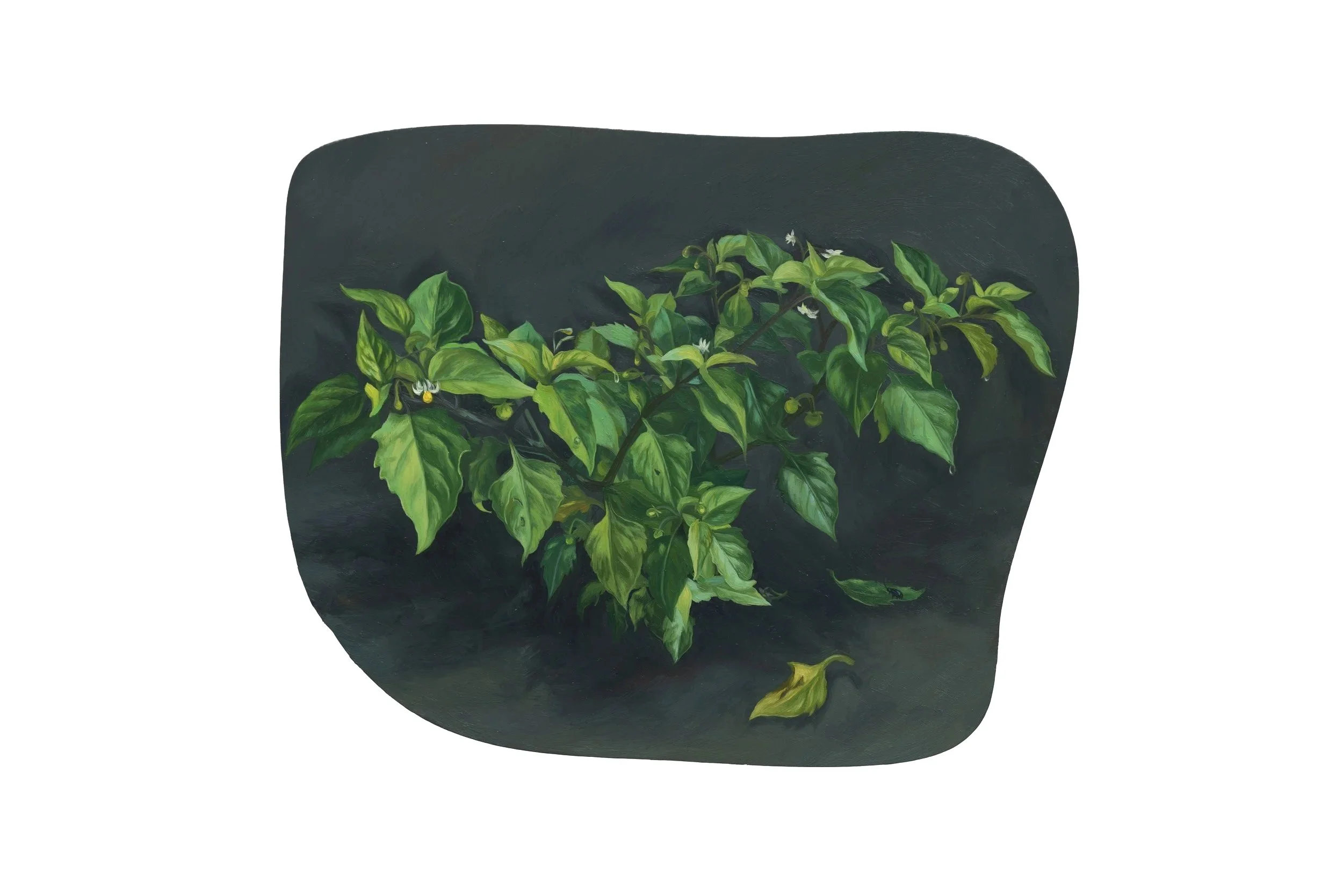 Solanum americanum 少花龙葵