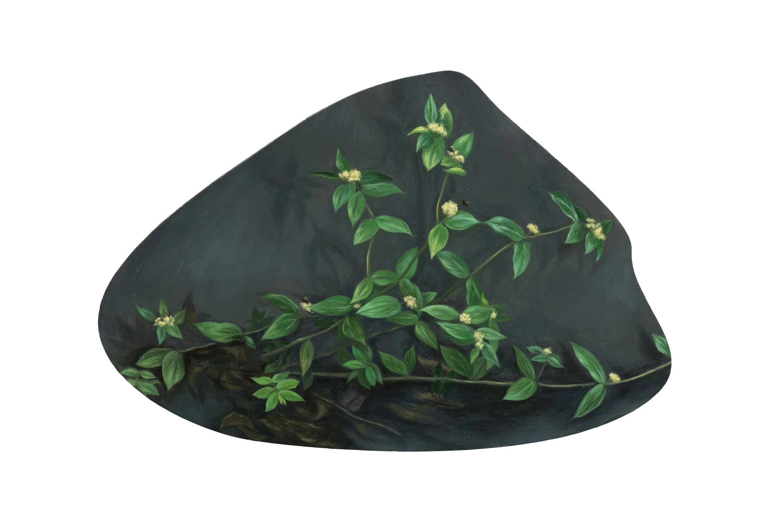 Euphorbia hirta 飞扬草