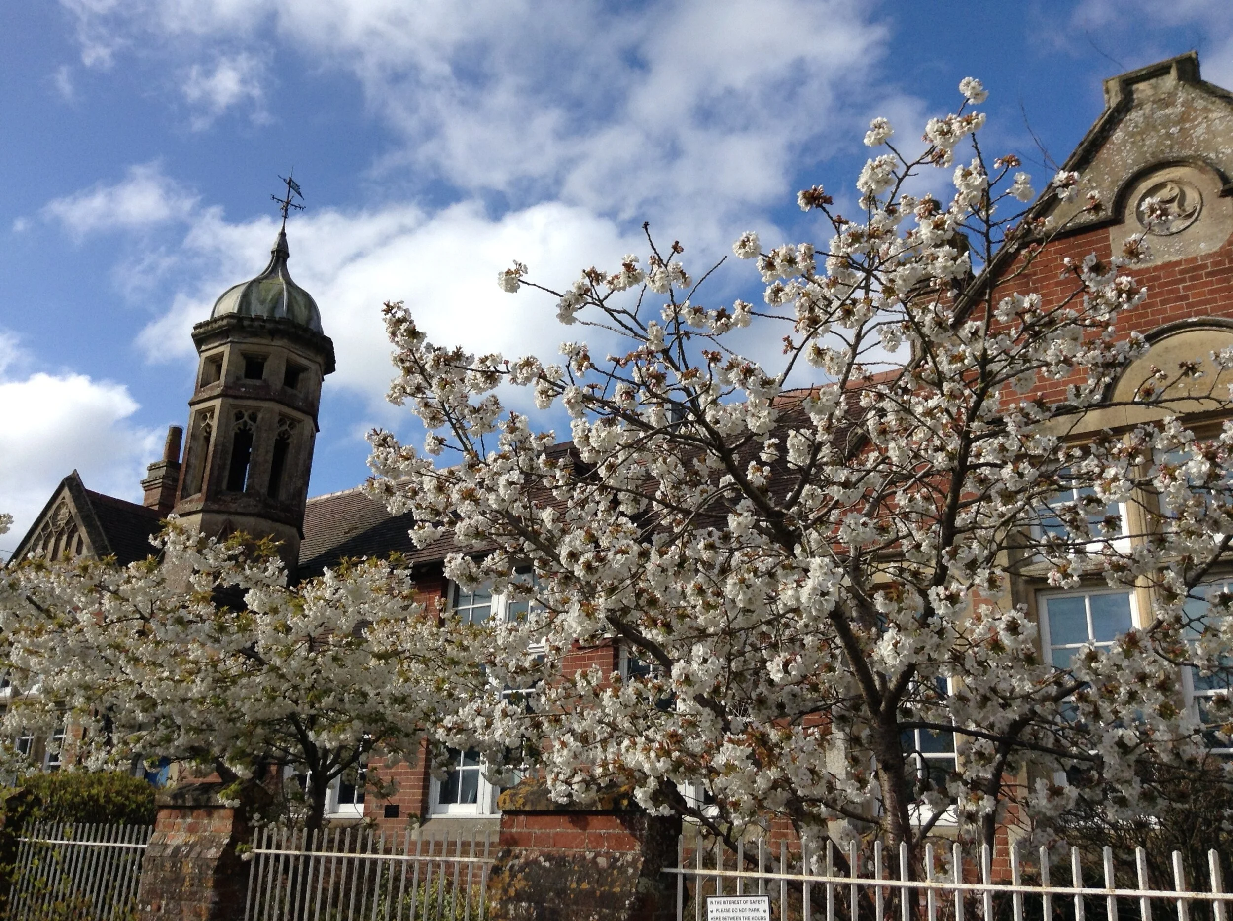 Our beautiful blossom trees...
