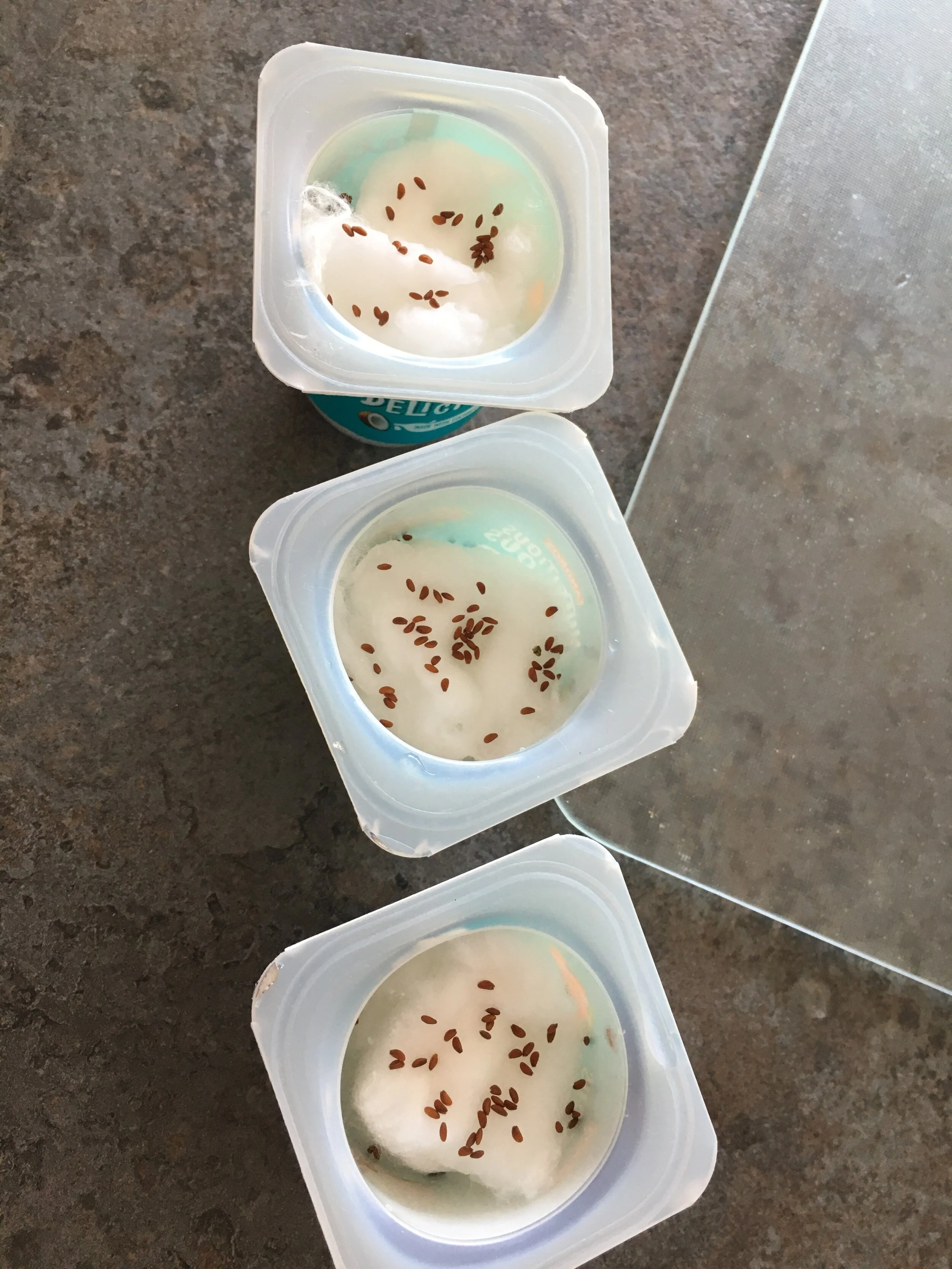 Mrs Roderick's Cress Experiment