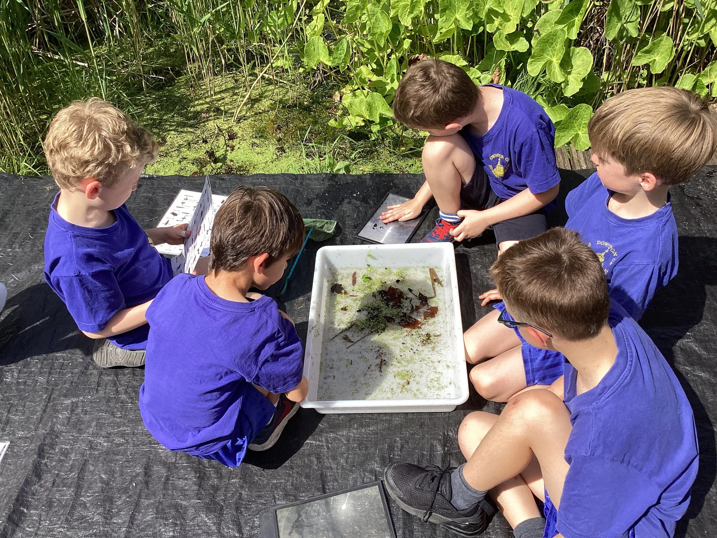 ks1 pond dipping ff.JPG