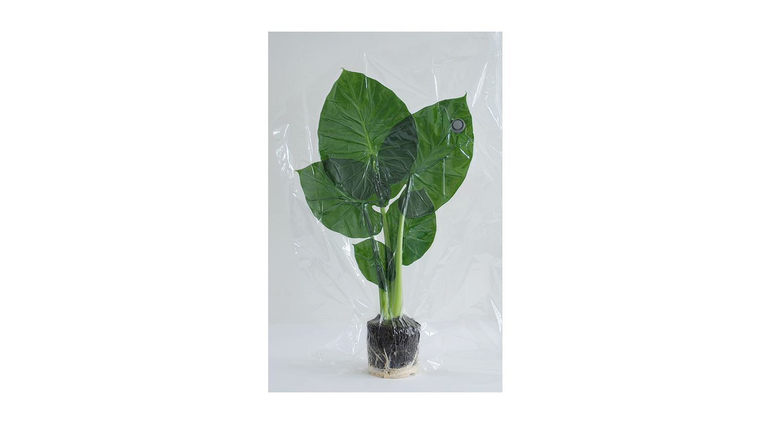 Every Second Alocasia c-print on alu 100x80cm