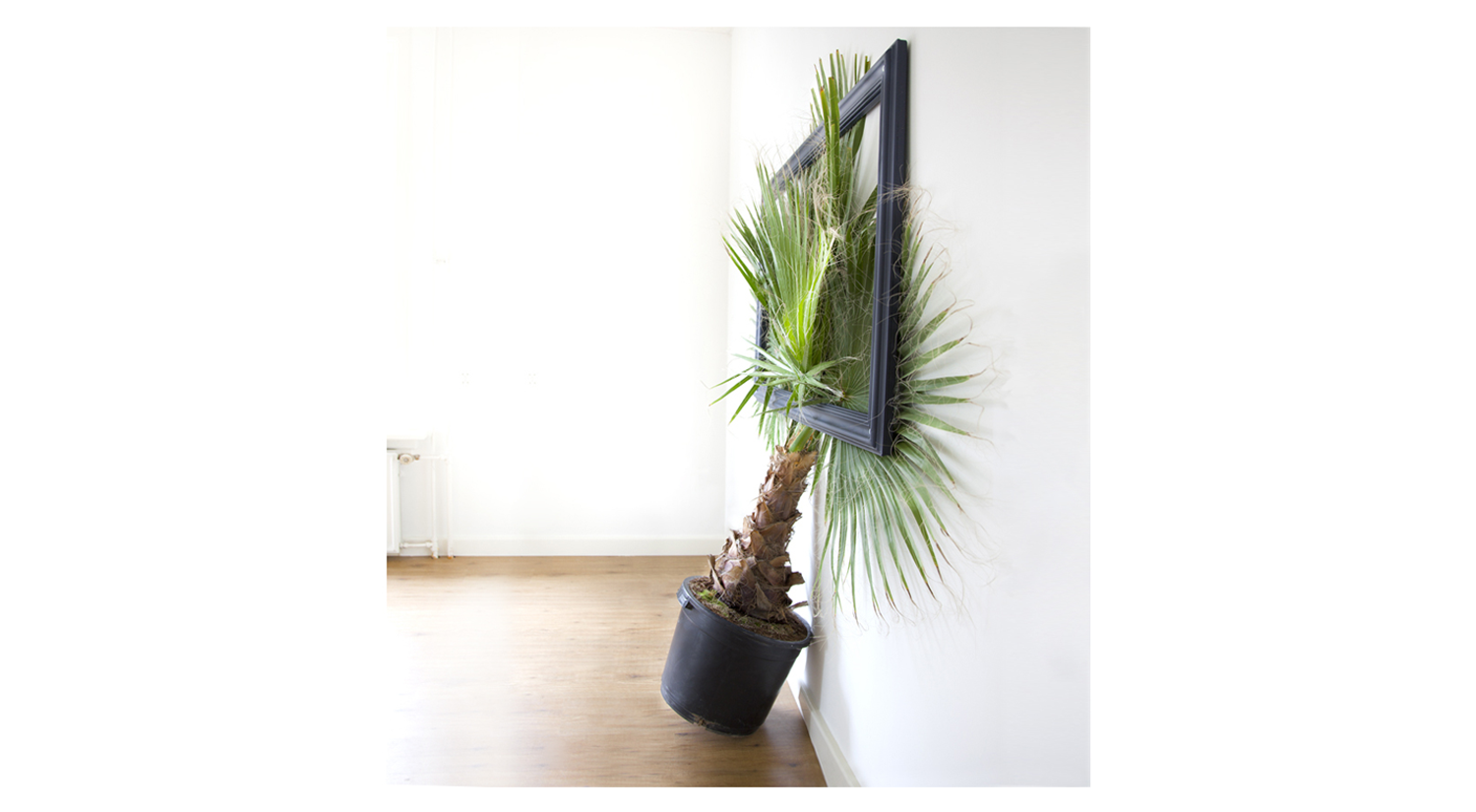 Big Island Washingtionia Rubusta, frame 150x100x40cm