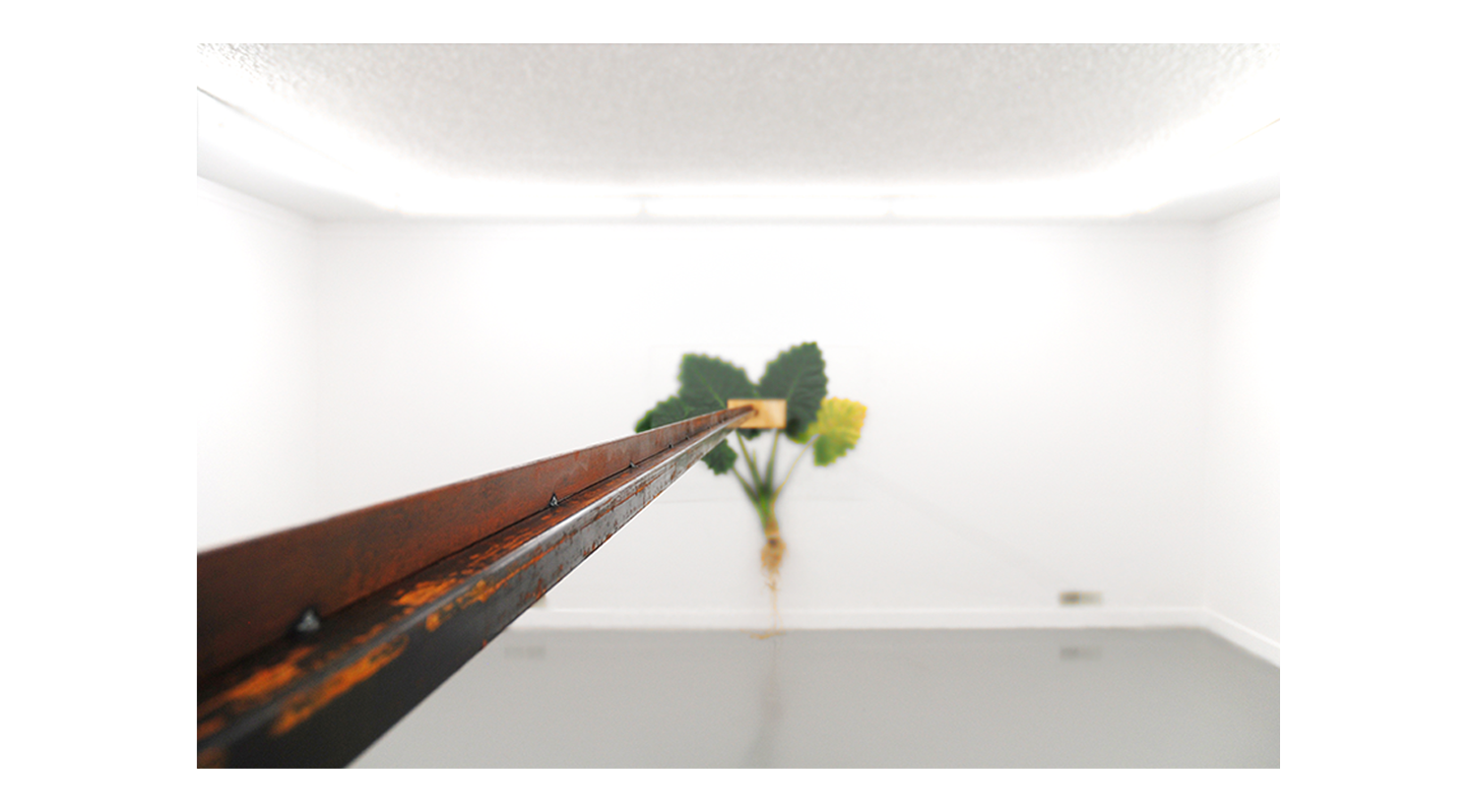 Herbarium Euphemismus 2016 alocasia, plexiglass, steel, wood, rubber Kunstverein Diepenheim - ‘wishful thinking’ curator: Alexandra Landre