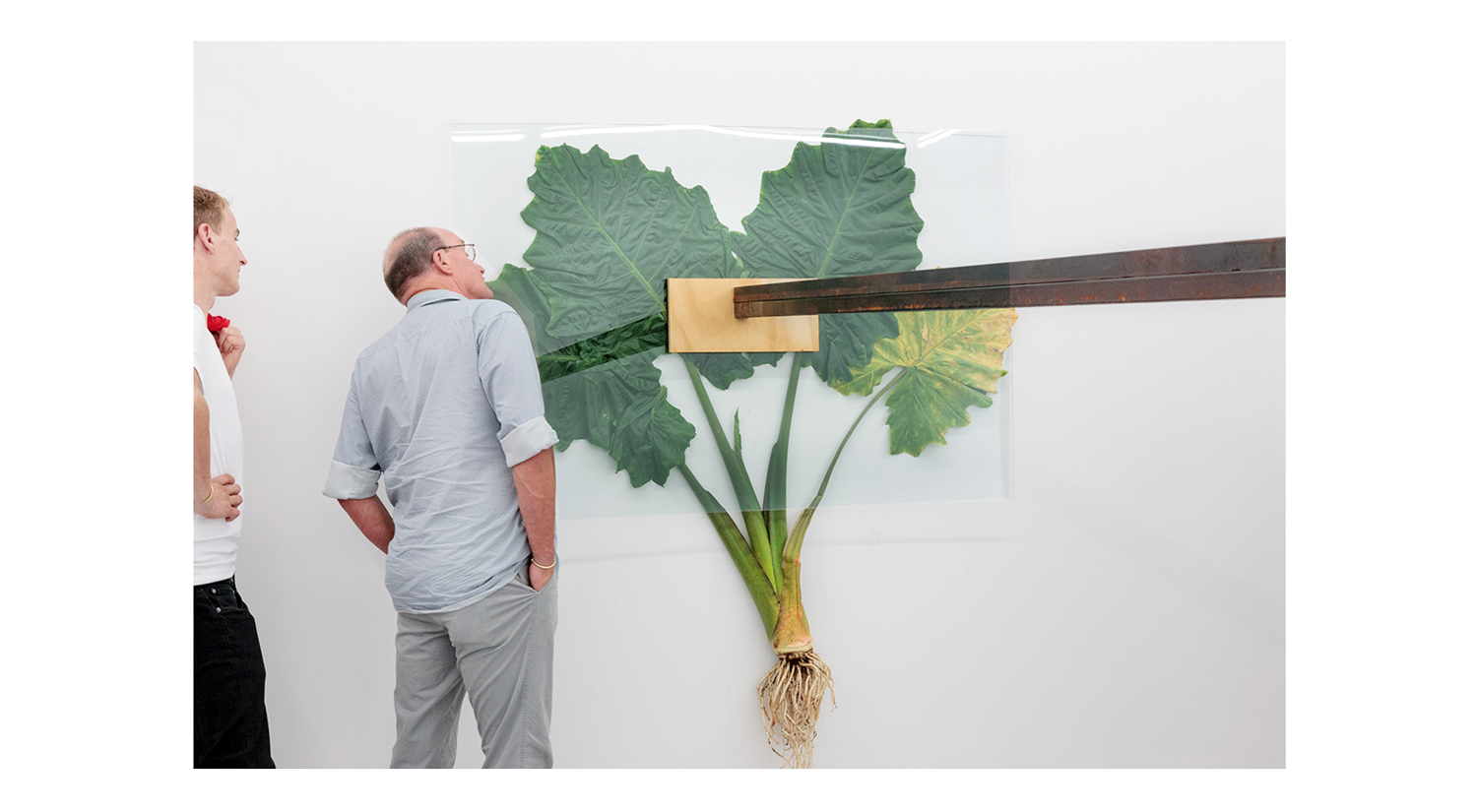 Opening Herbarium Euphemismus 2016 alocasia, plexiglass, steel, wood, rubber Kunstverein Diepenheim - ‘wishful thinking’ curator: Alexandra Landre