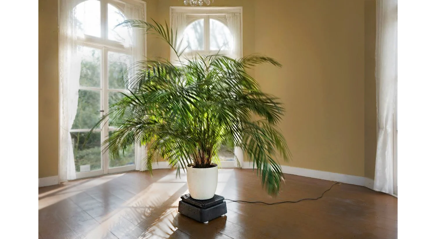 Vigor Buttlery Palm @ the Theehuis of house Jagdlust | during the ‘Mirror & Lamp -show’ group show curated by Marjoca de Greef installation, butterfly/golden cane palm, powerplate - approx. 200x150cm