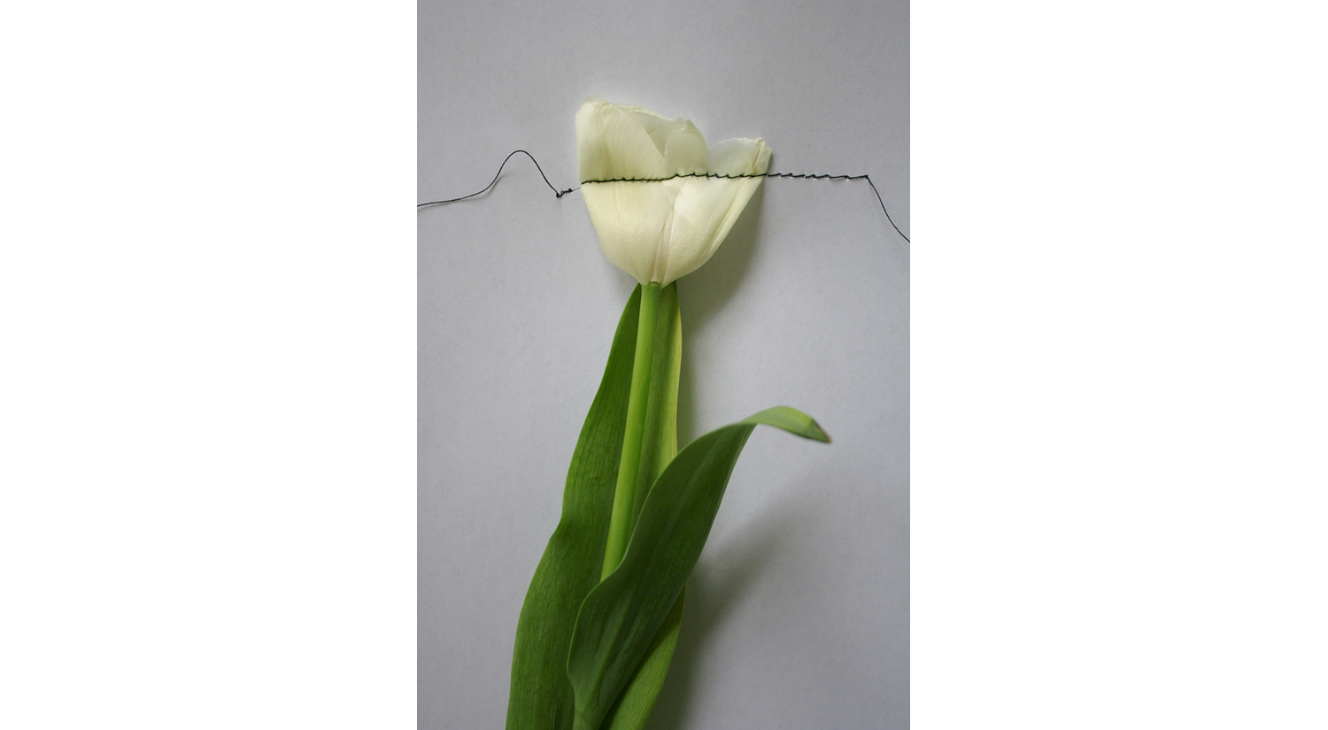 Herbarium/Hechting/001 c-print on dibond 80 x 60 cm