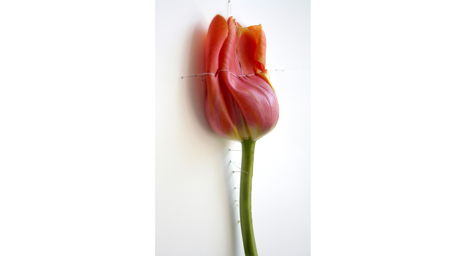 Herbarium Hechting 002 c-print on dibond 80 x 55 cm