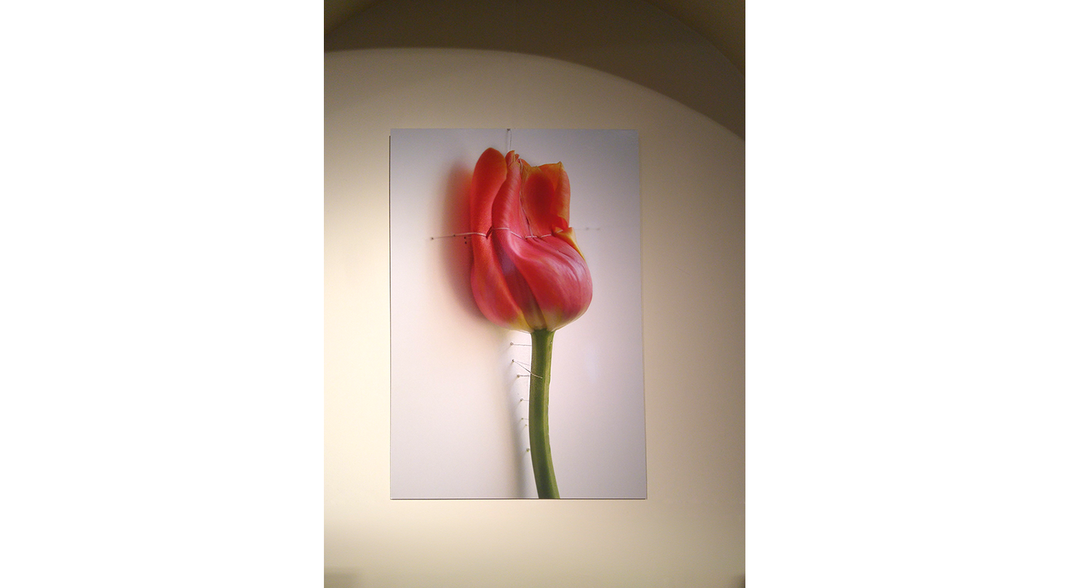 Herbarium Hechting 002 on display @ NORTHERNERS | Paviljoen Welgelegen | Haarlem