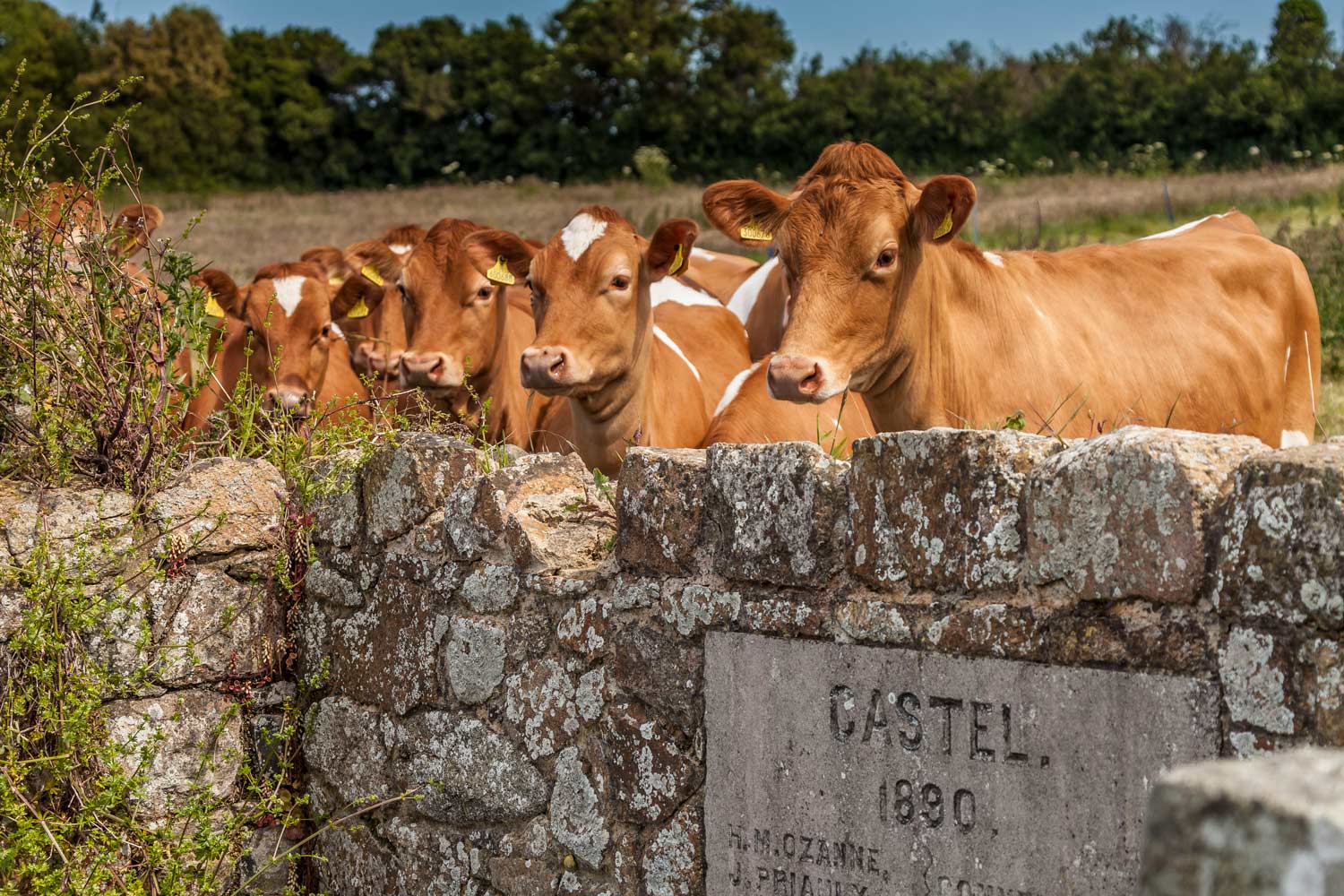 Guernsey Cows