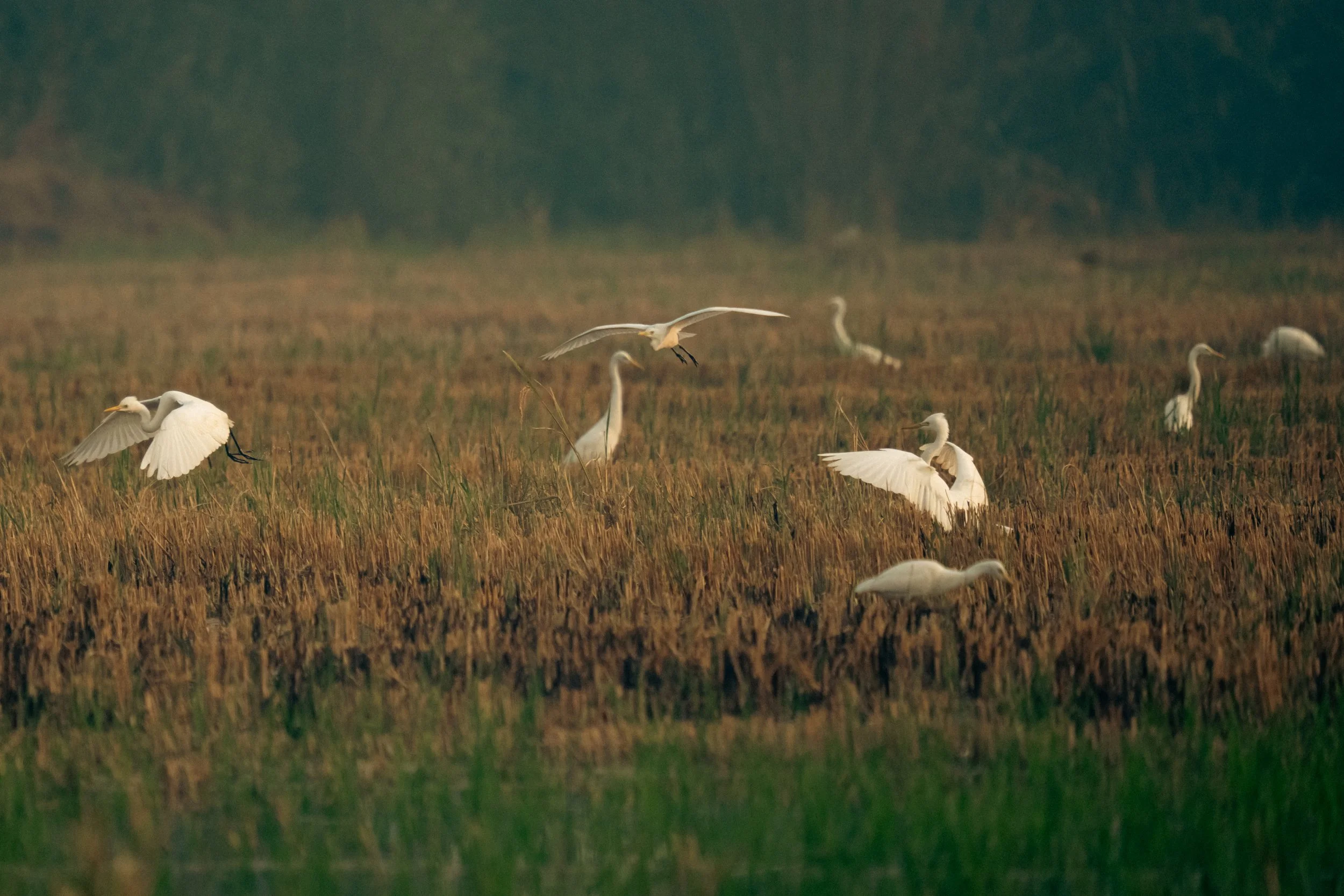 Arrival of the Heavenly birds.jpg