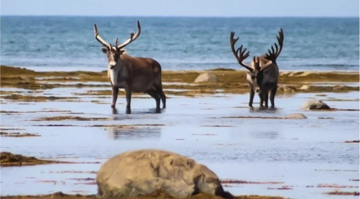 Qalipu Mi'kmaq First Nation and the Ongoing Fight for Indian Status