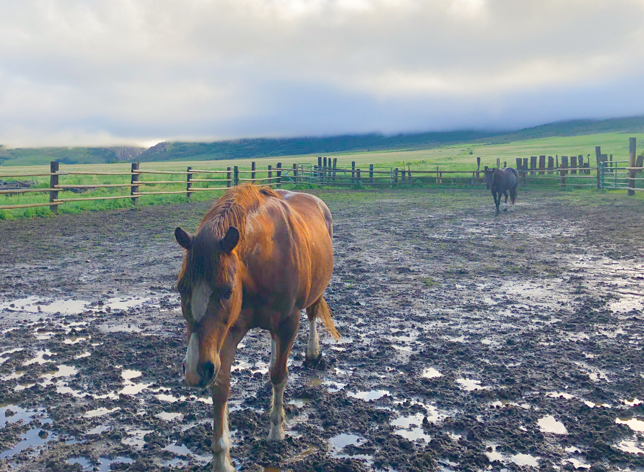 SEIE Horses Southeast Idaho.jpg