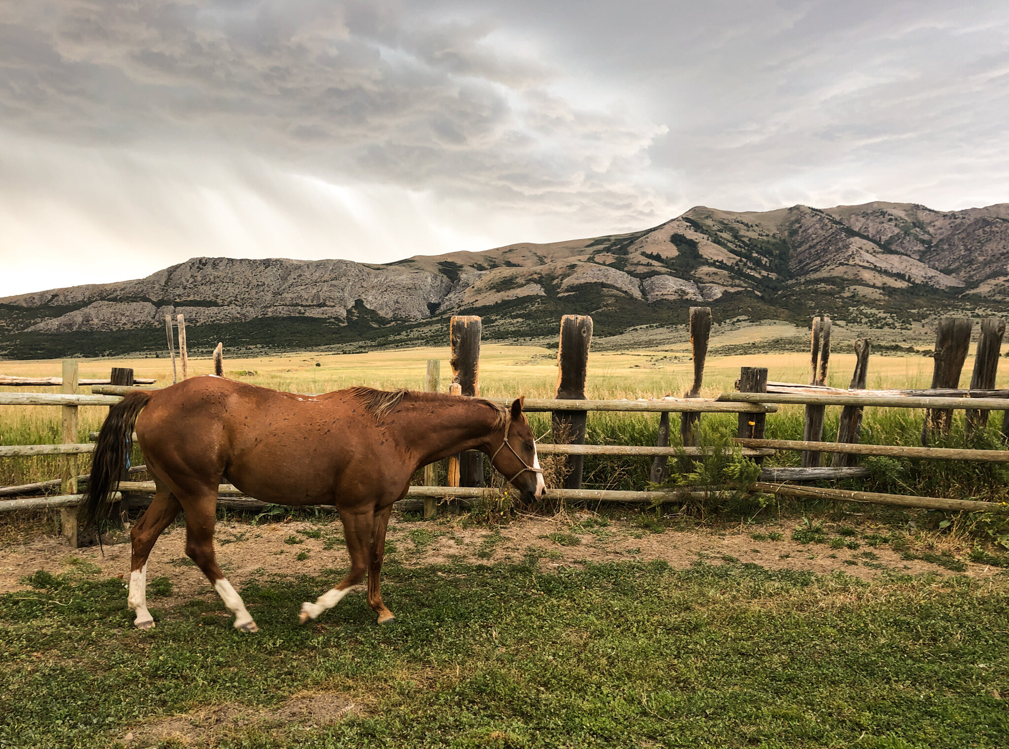 SEIE equine therapy horse.jpg