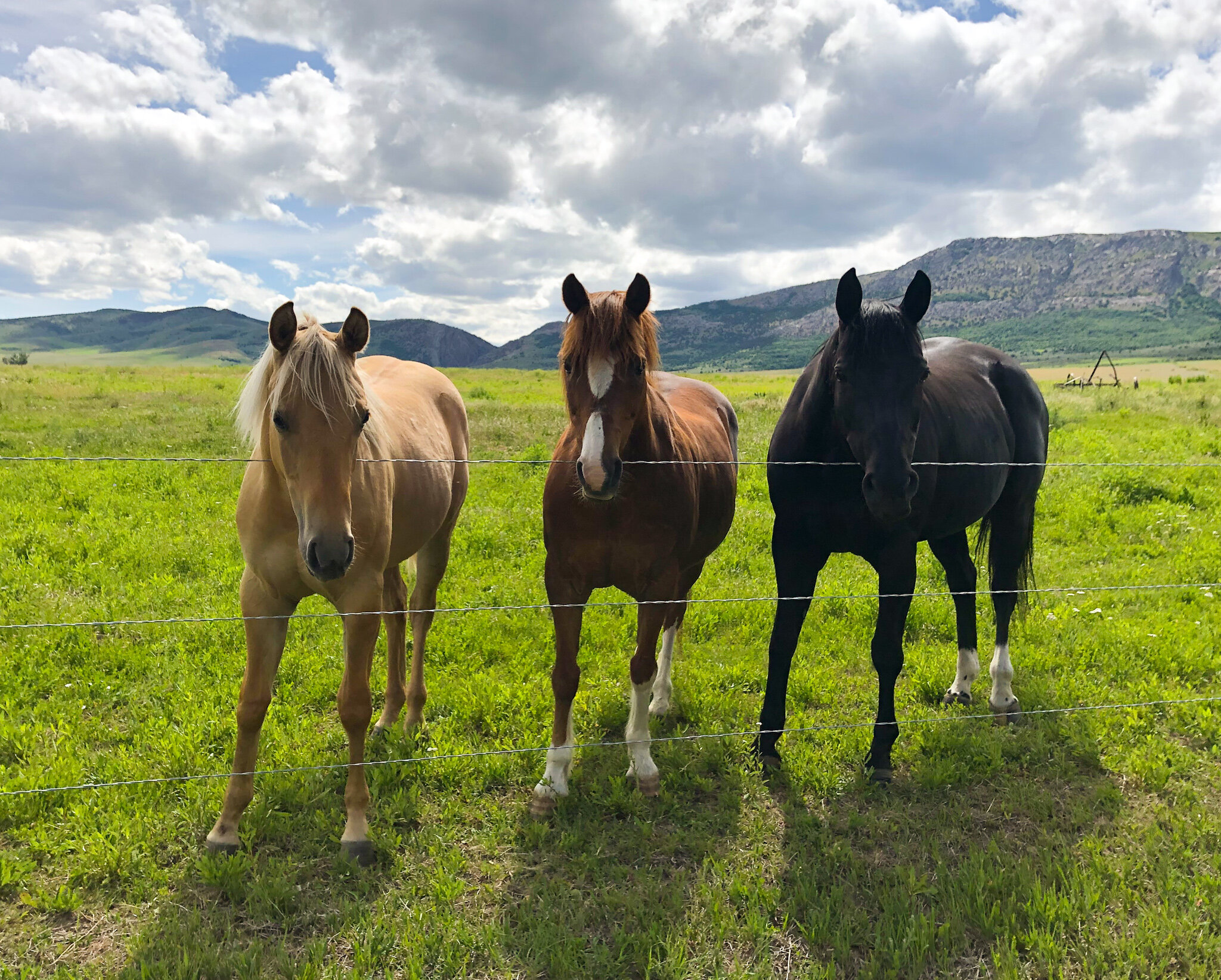 Southeast Idaho Equine Therapy horses.jpg