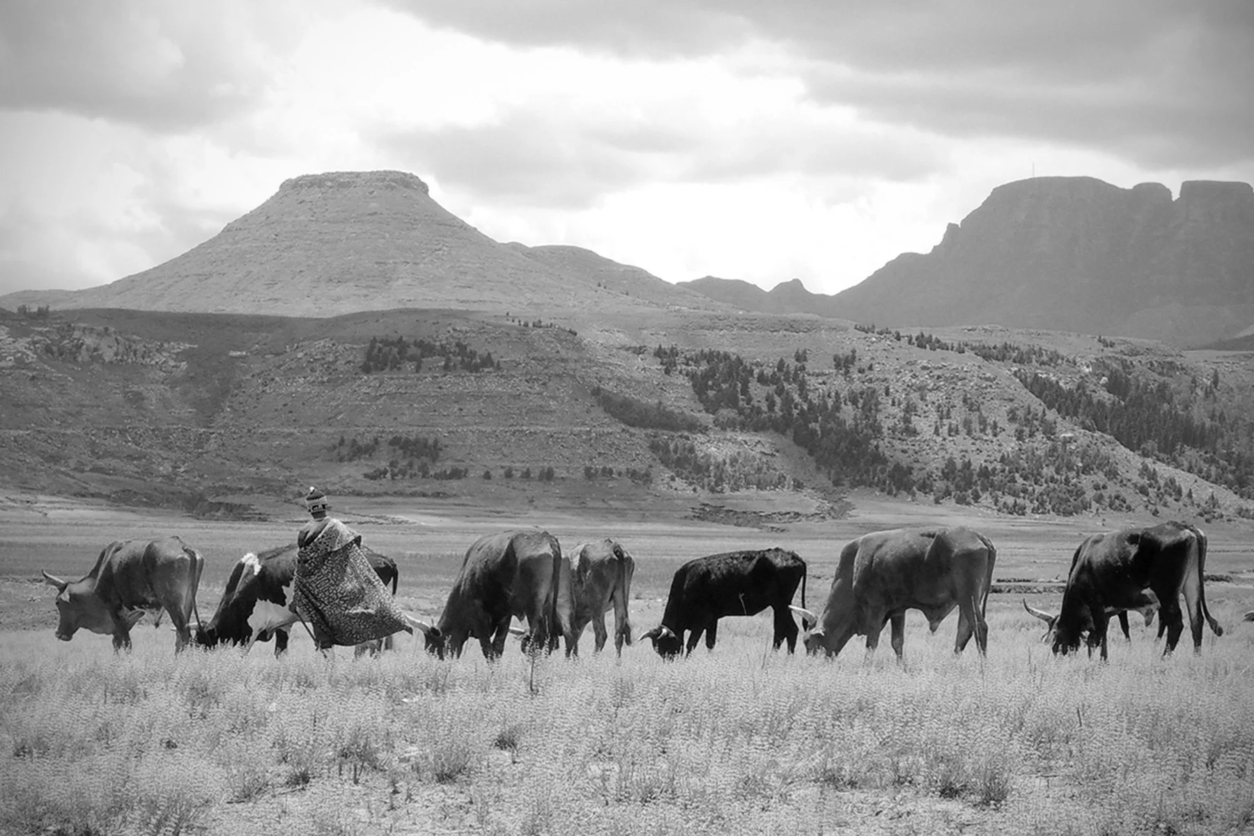 Lesotho is mostly rural and mountainous. Here is a common scene of a herdman with some of his animals near Mohale’s Hoek.