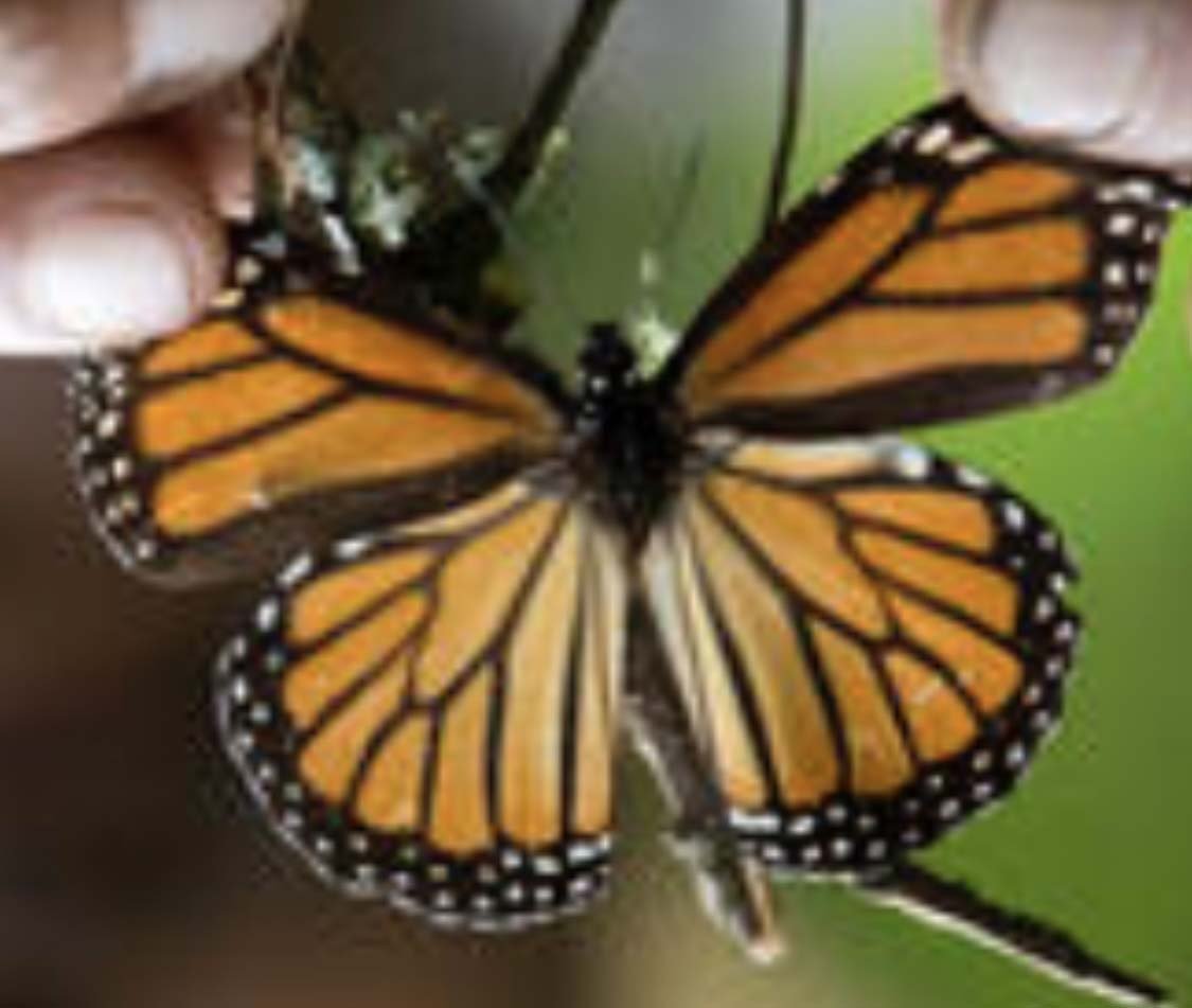 Mexican Monarch Butterfly.jpg