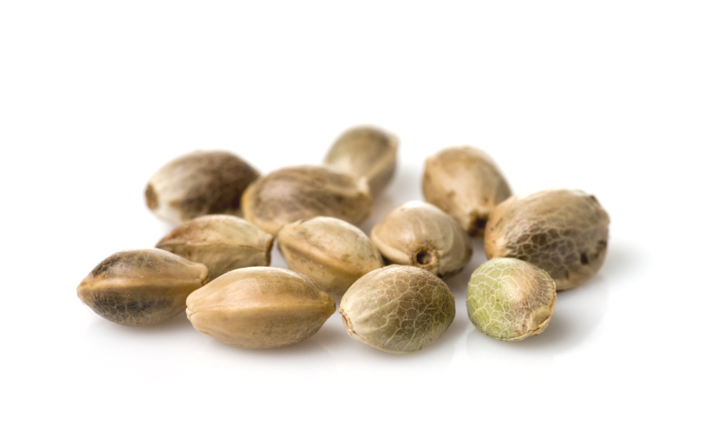 seed.jpg