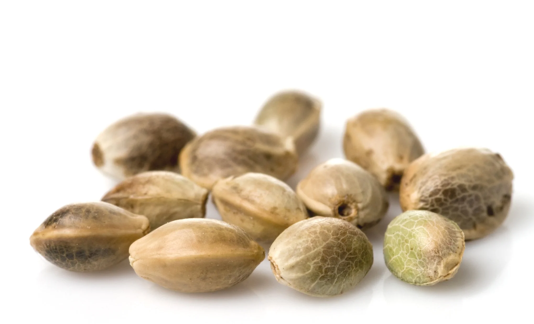 seed.jpg