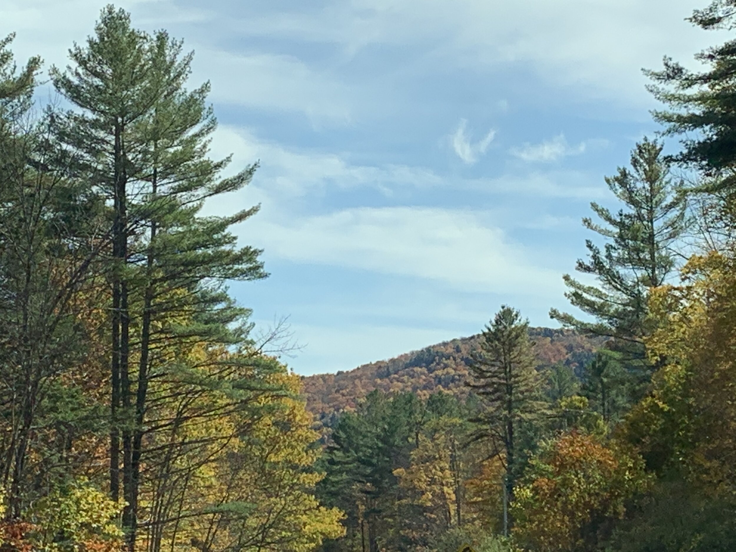 trees.jpeg