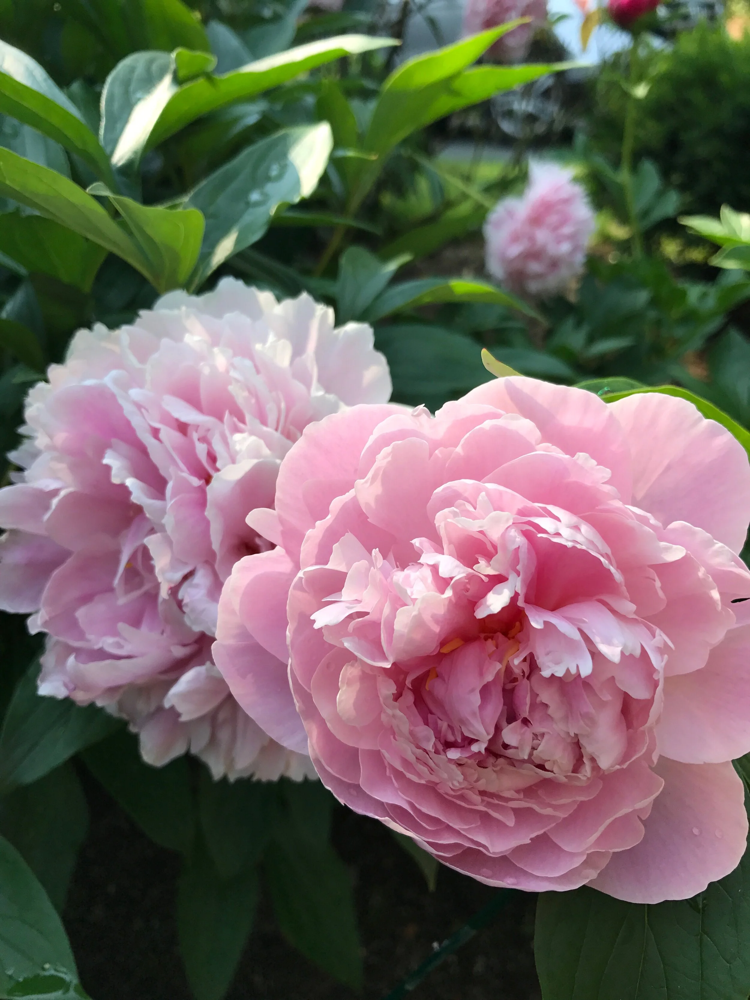 Mother’s Day Gift Ideas Under $50