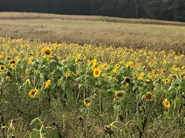 Sunflowers Field-Farm to Table_Menu4living.com.jpg