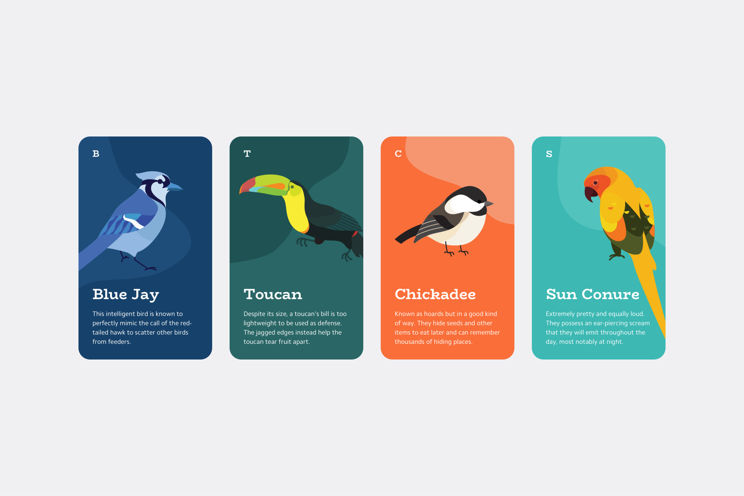  I may be a big amateur in the bird scene, but you can definitely catch me watching those that visit my feeder through my binoculars. I enjoy researching birds I see or hear, which inspired me to make simplified illustrations of some of my favorites,