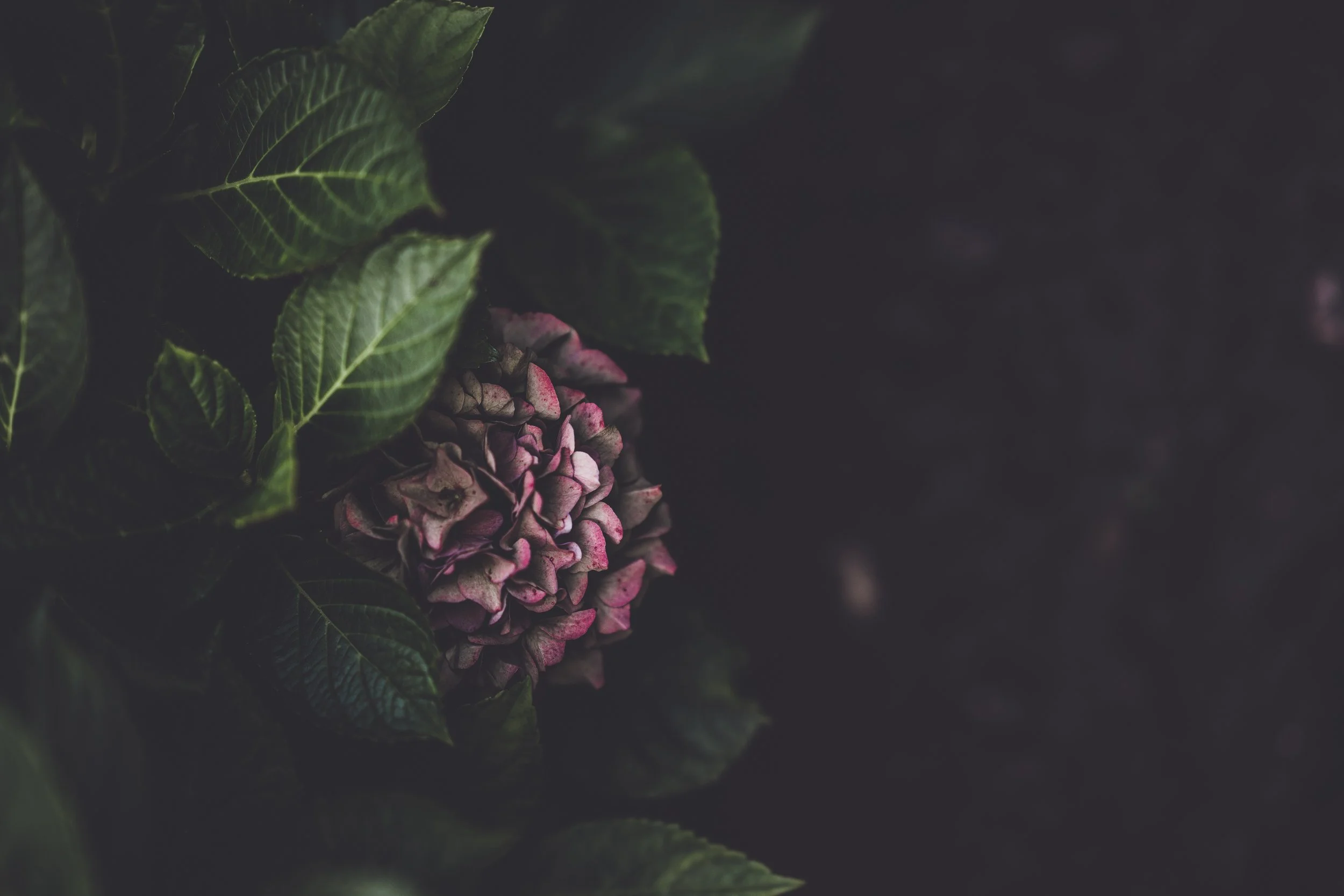 hydrangea.jpg