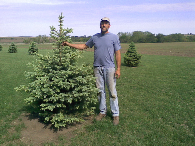 Kevin - Planted Spruce.jpg