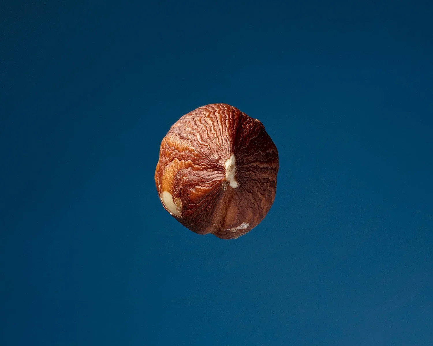Single hazelnut with a brown, textured shell floating against a solid blue background.