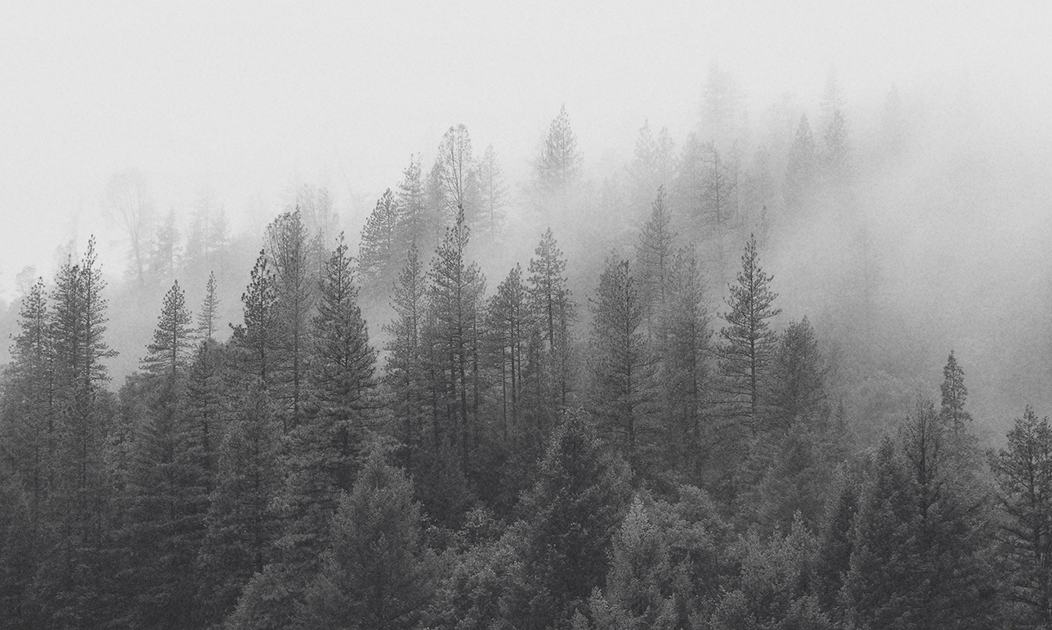 PNW-ForestFog01_Gray2.jpg