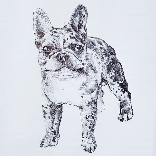 Little frenchie sketch this rainy day 🐶💙 #frenchbulldog #frenchie #pen #ink #petportraitartist #petportrait