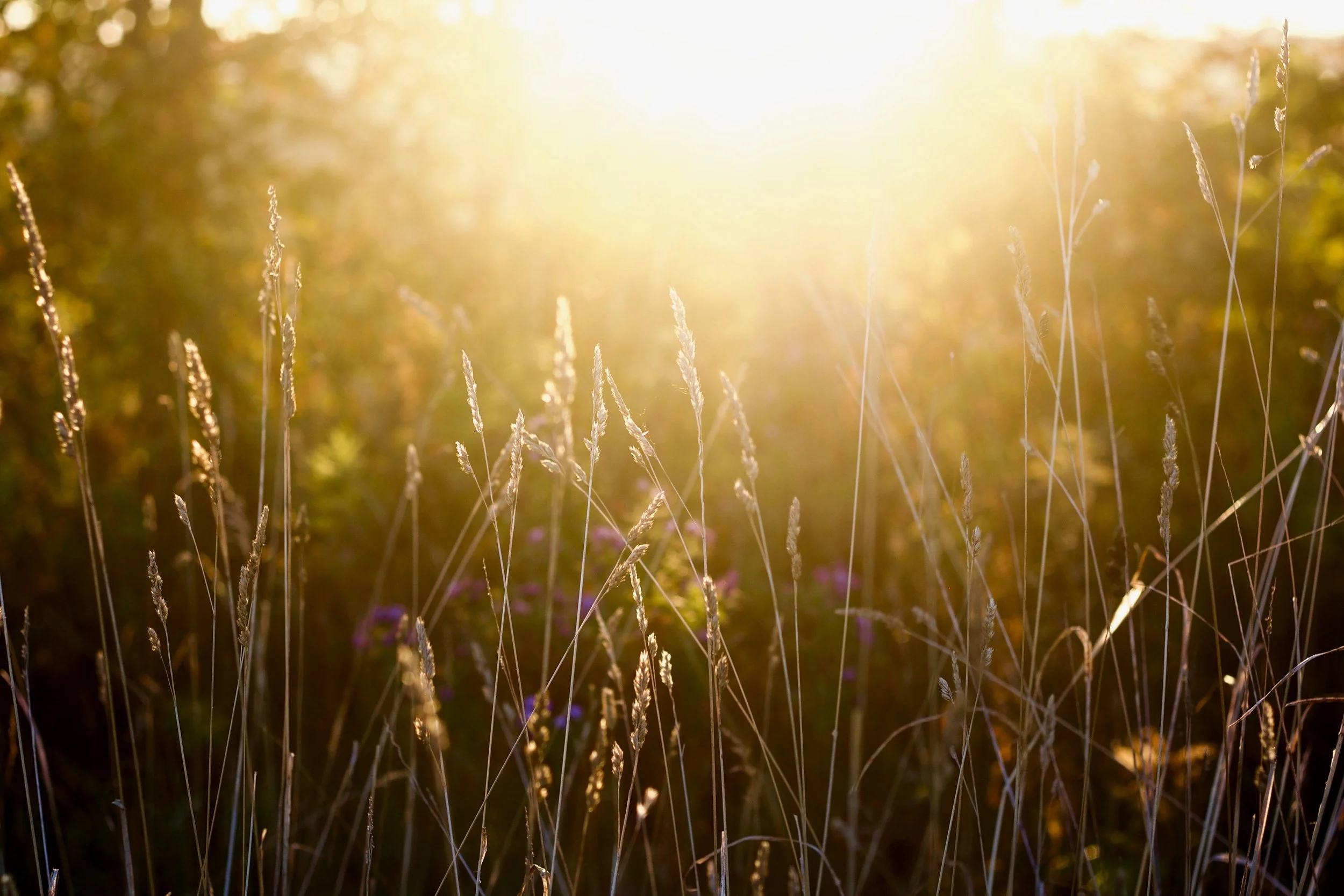 Nature Therapy: How the Wonders of Natural Environments Influence Human Sensory 
