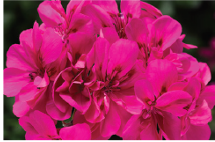hanging-10-geranium-pink.png