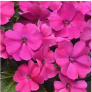 impatiens-pink.png