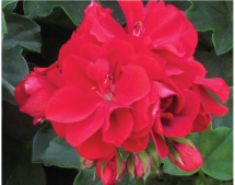 hanging-10-geranium-red.png