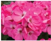 geranium-pink.jpg