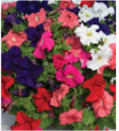 petunia-mixed.png