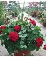 geranium-vinca-red.jpg